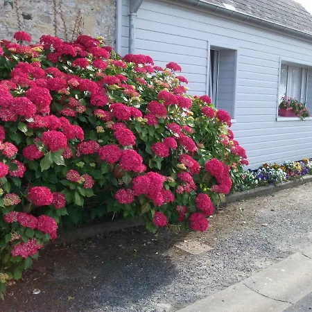 Les Hortensias 26